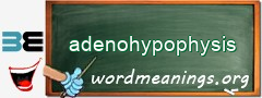 WordMeaning blackboard for adenohypophysis